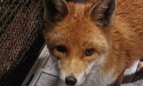 a fox